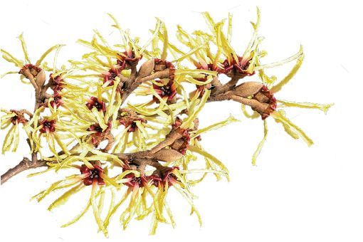 Hamamelis